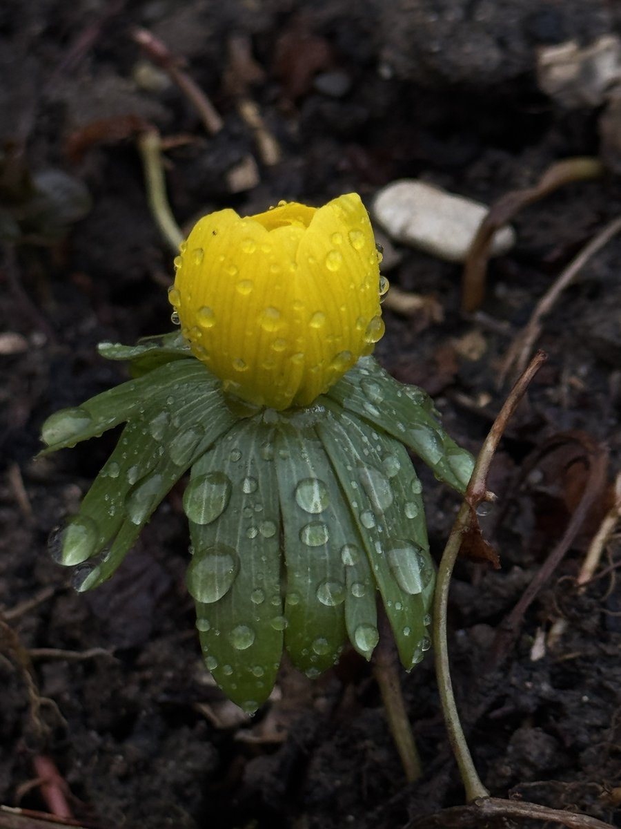 funnyson30's tweet photo. Winterlinge (Eranthis hyemalis) zum Montag #Februar #Winterlinge https://t.co/xK39jC9ajx