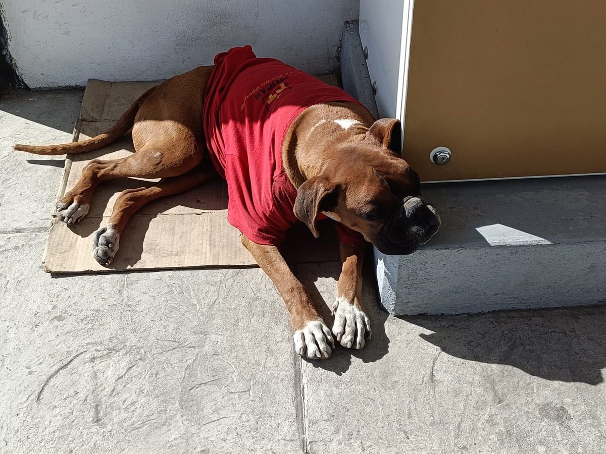 “Don Chato”, es un viejito que vive en el paradero 16 de Septiembre "B", en el Periférico, de la línea 4 de RUTA. 🐶

Se encariñó con los trabajadores y los usuarios y cuida el lugar; pero, el supervisor ya amenazó con correrlo. Le buscan un hogar por miedo a que le haga algo. 😔
