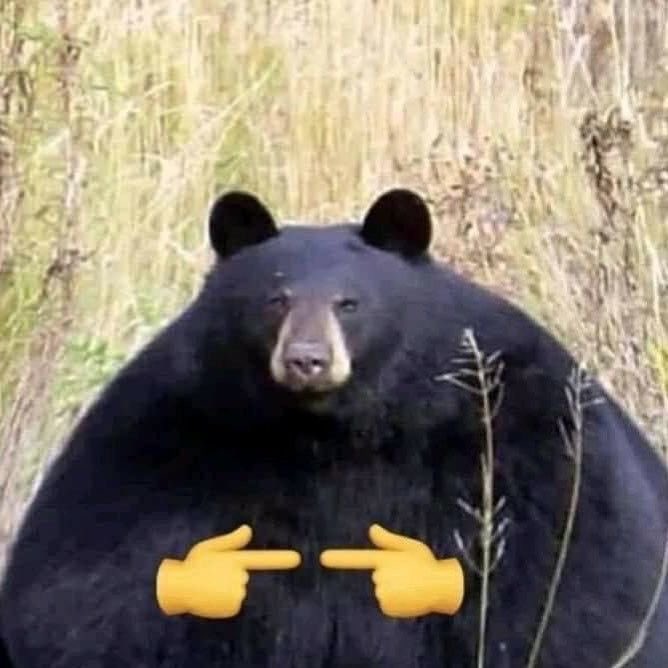 sunbbears tweet picture