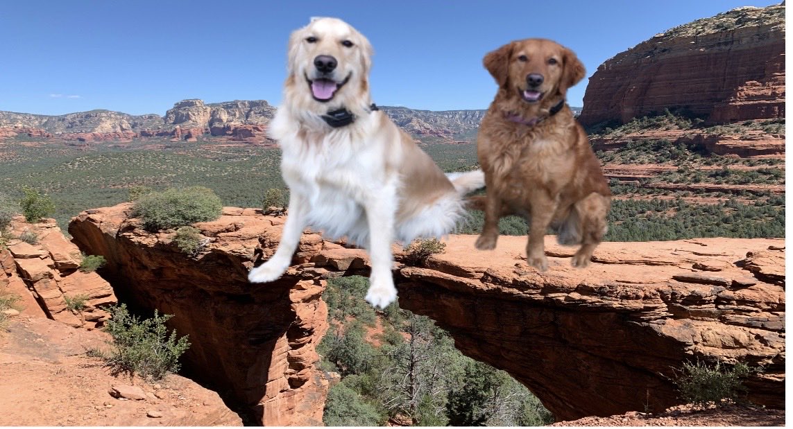 bellaANToby's tweet photo. @MrPitbull07 Took my dogs here. They survived . https://t.co/TqlQWmJRht