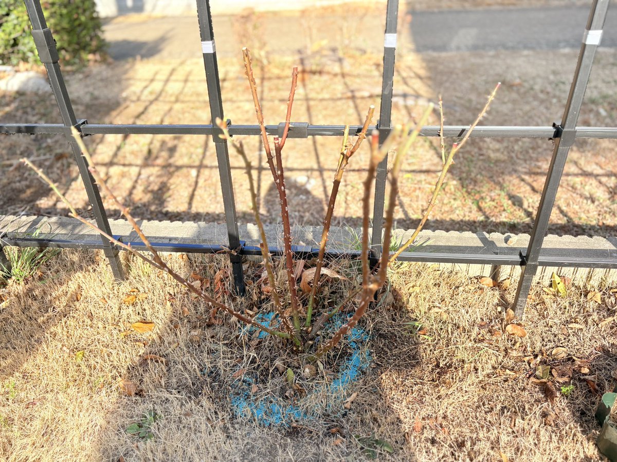 yuucom's tweet photo. やーっと重い腰をあげて昨日お庭のバラ剪定したよ😂いやースッキリしたね！肥料と虫除けもしたので、あとは防虫殺菌かな💦
去年植えた沈丁花は順調に大きくなってお花咲いてきたし、新たに植えたラナンキュラスもスクスク育ってて、春が楽しみ〜🌸 https://t.co/Ghyd6H2eHp
