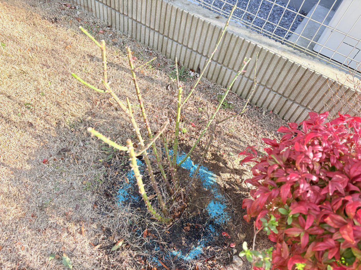 yuucom's tweet photo. やーっと重い腰をあげて昨日お庭のバラ剪定したよ😂いやースッキリしたね！肥料と虫除けもしたので、あとは防虫殺菌かな💦
去年植えた沈丁花は順調に大きくなってお花咲いてきたし、新たに植えたラナンキュラスもスクスク育ってて、春が楽しみ〜🌸 https://t.co/Ghyd6H2eHp