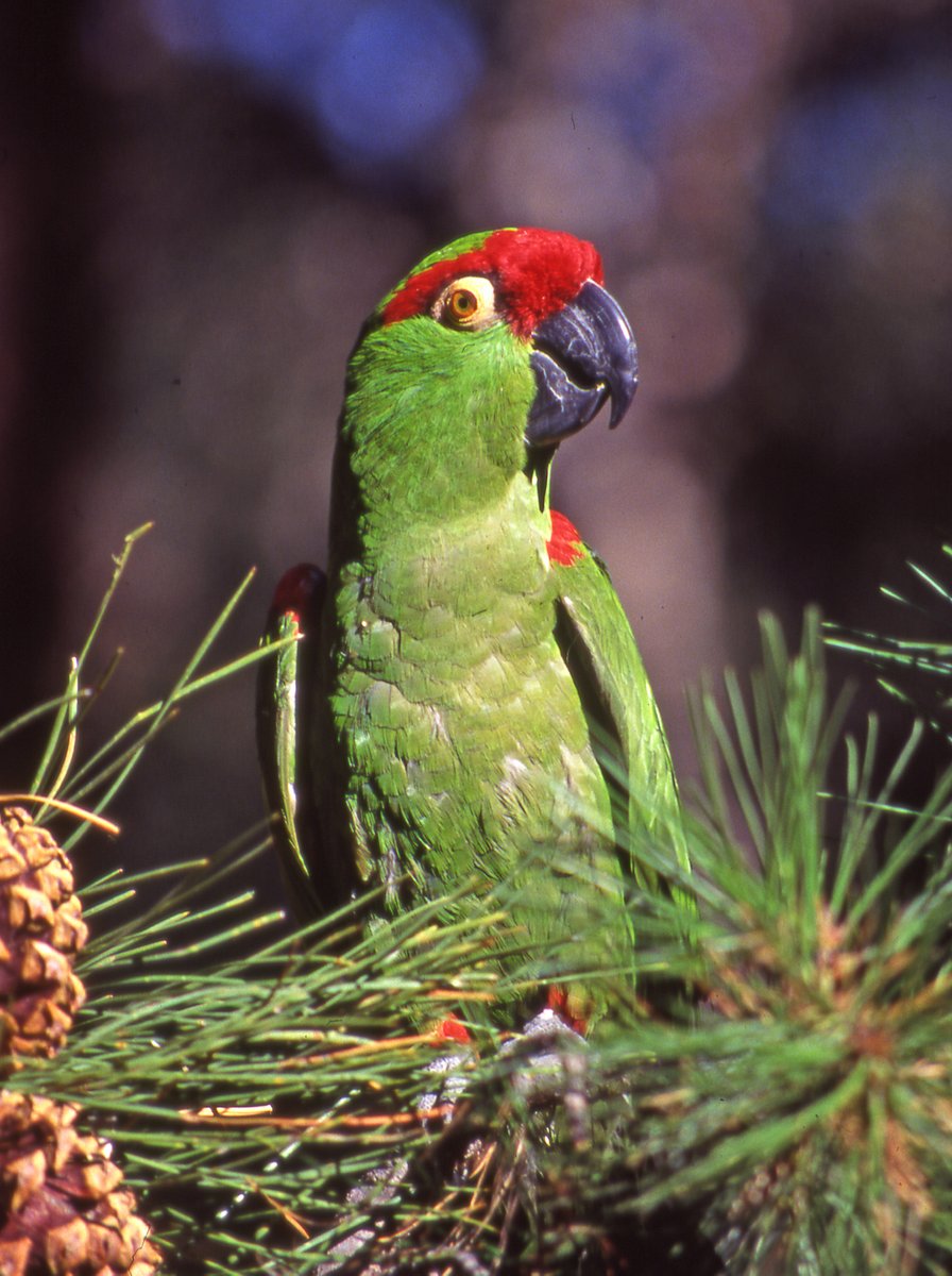 Arizona Game & Fish tweet media