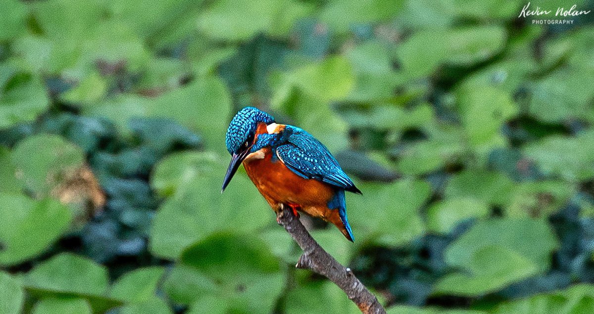 The Kingfisher was full of action today after the rain. #dublin #nikon #tamron <a href="/UKNikon/">Nikon UK & Ireland</a> <a href="/NatGeoPhotos/">Nat Geo Photography</a>