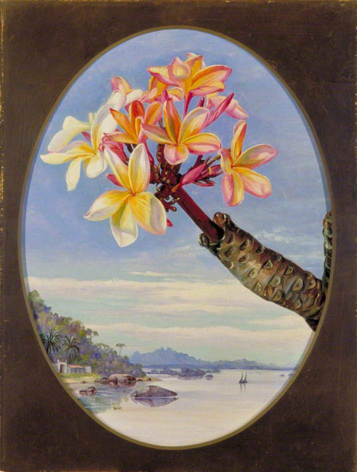 ArtistMNorth's tweet photo. Flowers of Jasmine Mango or Frangipani, Brazil https://t.co/C2Xab4gTpn https://t.co/OKq2TsHNbF