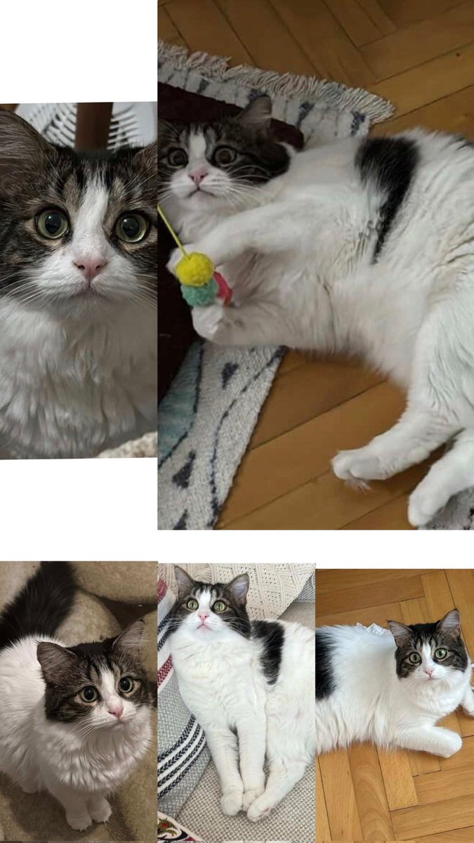 Ankara’da bulunan Venüs, 2 buçuk yaşında dişi ve kısır, karma aşıları ve iç dış parazitleri düzenli yapılan sokak görmemiş kedim. Sürekli şehir dışında olduğum için daha fazla ilgi göreceği bir yuva arıyorum. Lokasyon Dikmen/Ankara İletişim için  530 391 0748