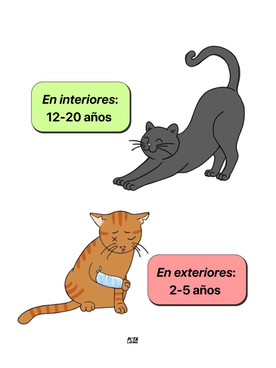 Dejar que tu gato deambule solo por la calle no es darles libertad, ¡es peligroso! ⚠️

Carros, enfermedades, personas crueles y otros animales acortan trágicamente la vida de los gatos que salen al exterior. En cambio, los gatos que viven seguros dentro de casa viven de 3 a 4