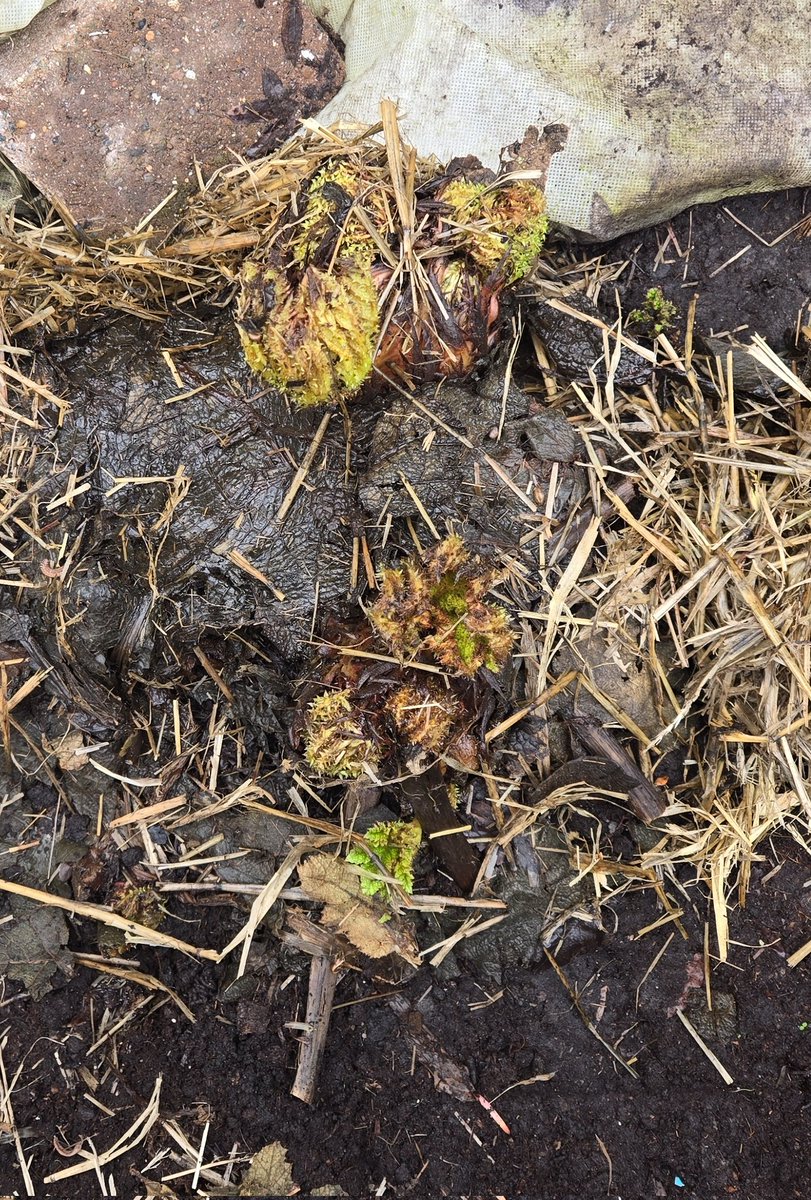 Wendy Hall tweet media