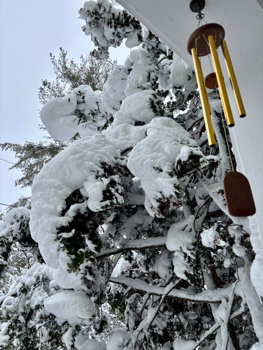 cynthiastweets's tweet image. Birds like to hop on this tree, but not today! 
#NJSnow #writinglife