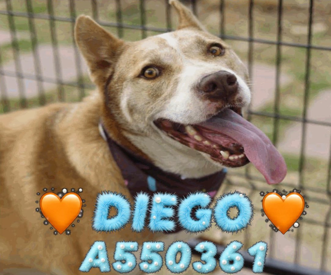 _taysmyoxygen1d's tweet image. 🆘🆘 OLDER #HUSKY MIX DOG IS BEING KILLED TOMORROW 2.23 BY #SANANTONIO ACS #TEXAS‼️

DIEGO 🧡#A550361 
7.3yo nM, 56.5lb

Deadline 2/24

💕Social, friendly, sweet

To #AdoptDontShop 📧 acsadoptions@sanantonio.gov 
To #foster 📧
acsrescue-foster@sanantonio.gov 

#PledgeForRescue 🙏🏼