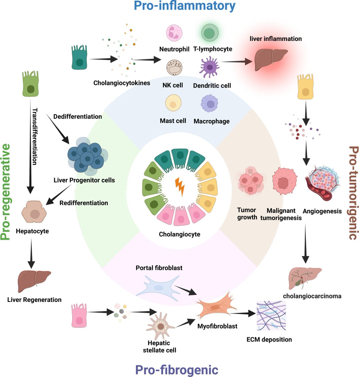 Gut_BMJ's tweet photo. Read the #GUTRecentAdvancesInBasicScience paper by Lou et al on

"Heterogeneity and plasticity of cholangiocytes in liver injury: a journey from pathophysiology to therapeutic utility" via

https://t.co/ZEUVvhLSYY

#LiverInjury https://t.co/3bA746dlzS