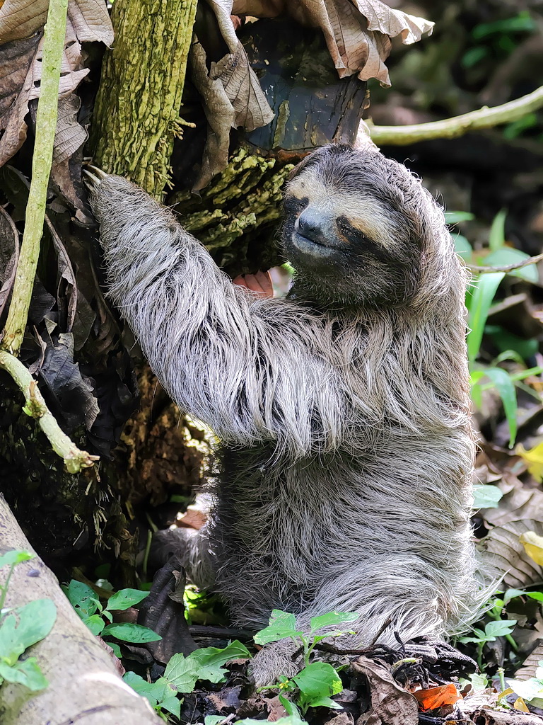 costa_rica123's tweet photo. Three-toed Sloth（ミツユビナマケモノ）

激レアなシーンに刮目せよ！通常は週に1度くらいの間隔で、排便や排尿のために地面に降りて来る。

左の画像　踏ん張り中・・・・
右の画像　スッキリした直後の表情（幸福感？）

#ナマケモノ #コスタリカ https://t.co/3LP2B7Hzt5