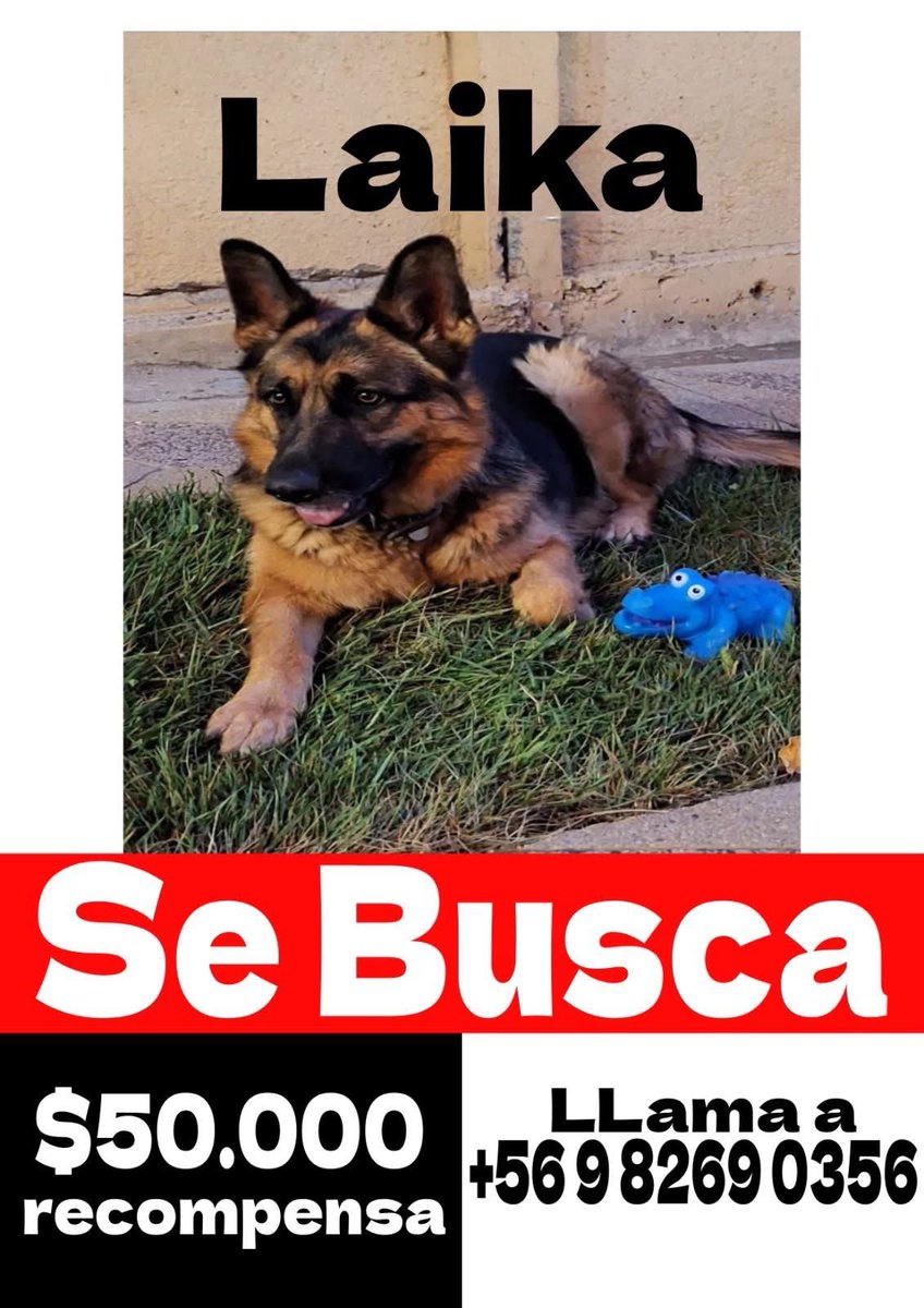 Pedida en #melipilla dos meses aprox responde al nombre de laika si la ve llamar al número de contacto y retener rt