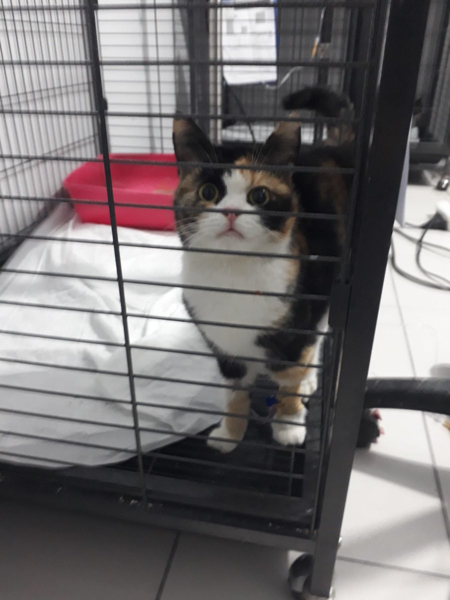 Kedi Sahiplendirme tweet media