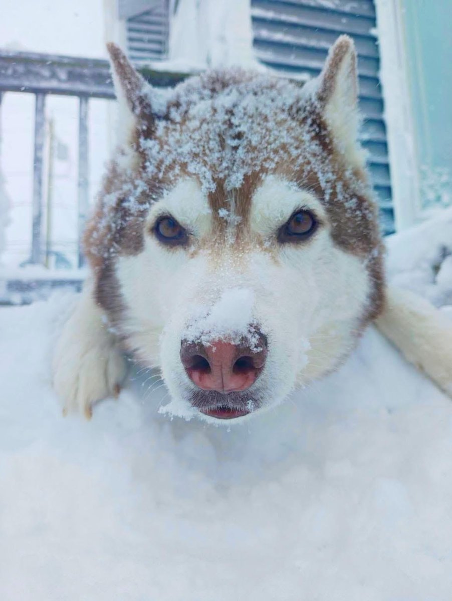 Venus_Visionary's tweet photo. Blizzard of 26’ https://t.co/OLUS7YrVdx