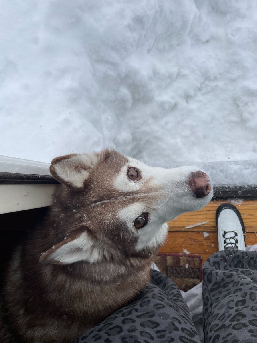 Venus_Visionary's tweet photo. Blizzard of 26’ https://t.co/OLUS7YrVdx