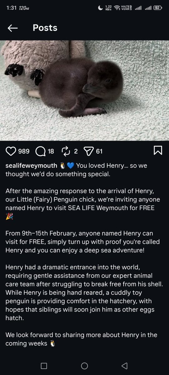 nitram586's tweet image. Nice gesture from @SEALIFEWeymouth where our lil fella was born ,if you are in UK and your name is #HENRY you can visit the Sea Life #Weymouth for free👀🐧