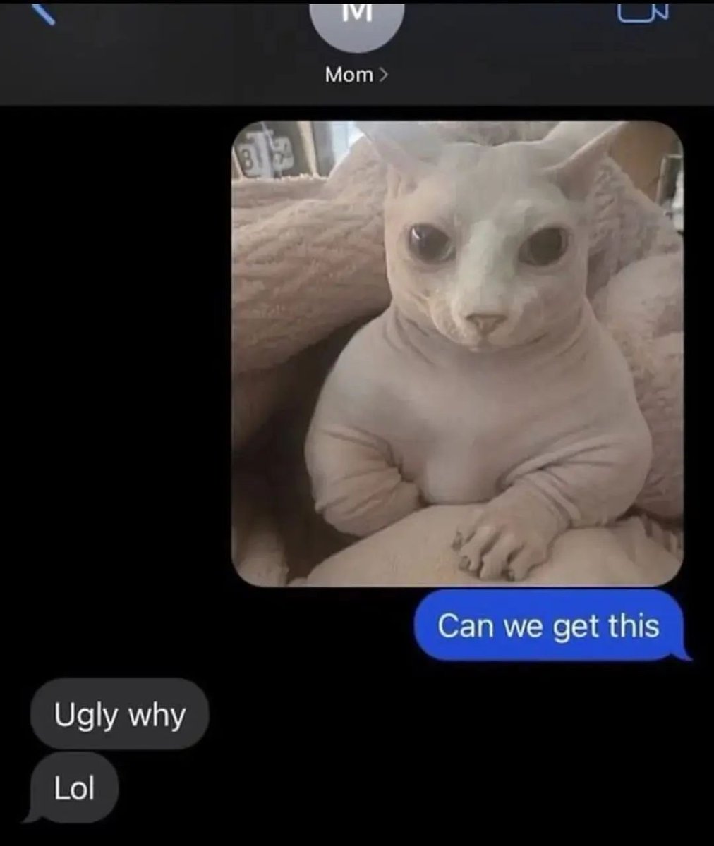 Punch Cat (@punchingcat) on Twitter photo 