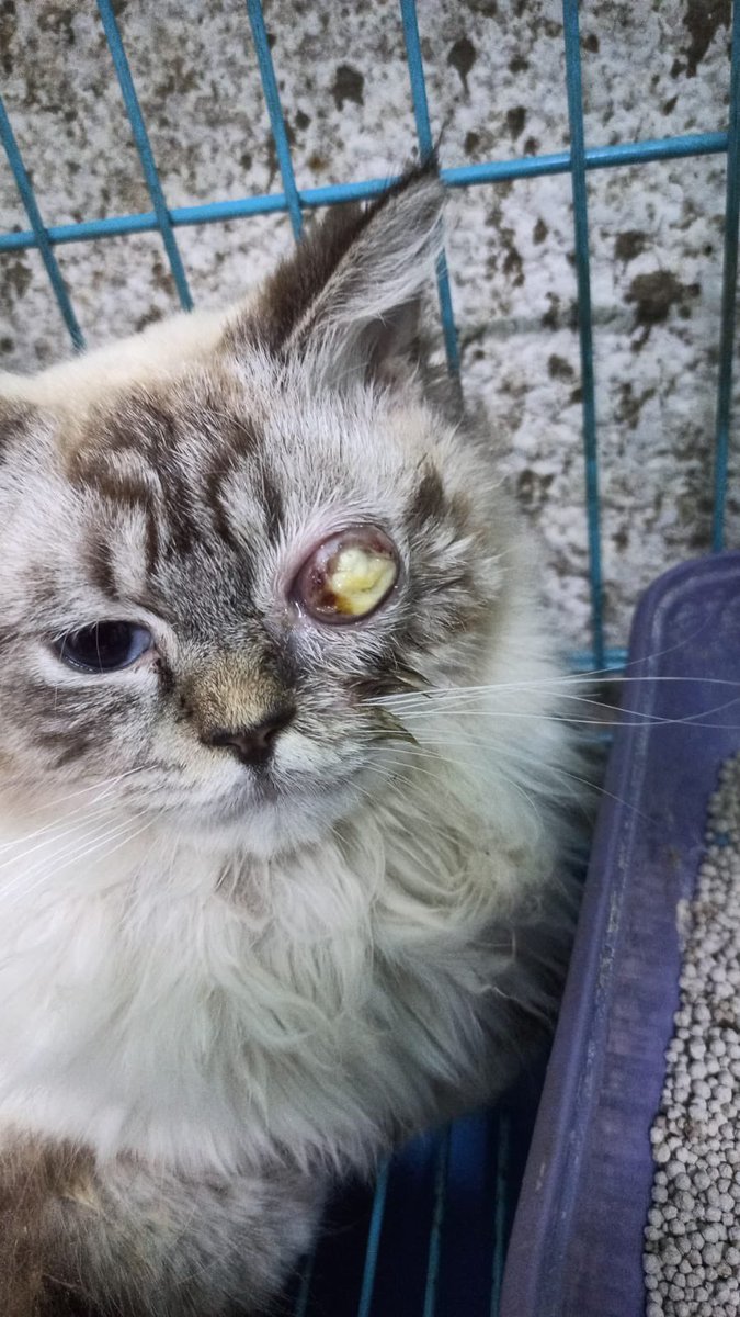 makotorasha tweet media