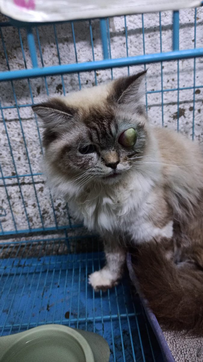 makotorasha tweet media