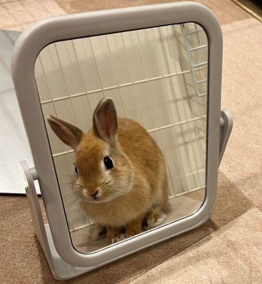 omar as bunny🐇 (@omarasbunny) on Twitter photo 