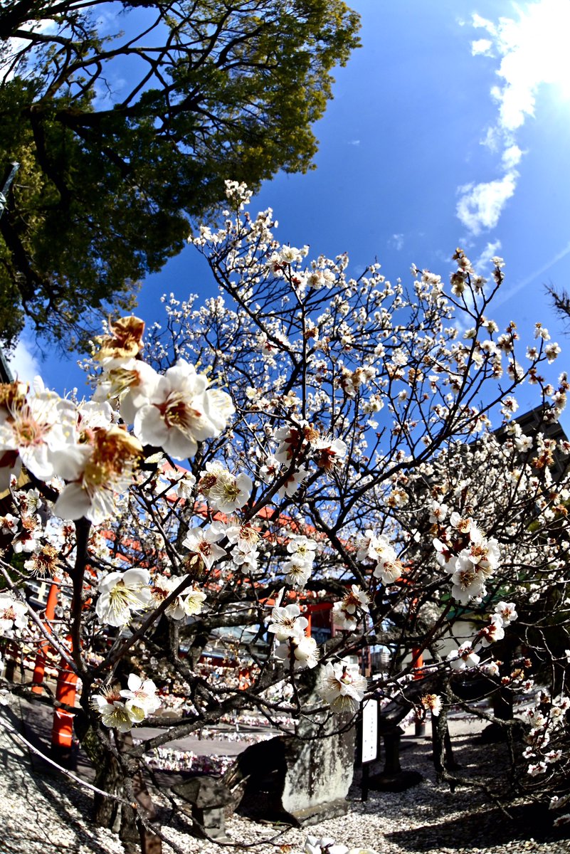 Flower Photo Club Community on X - 4.6K Members