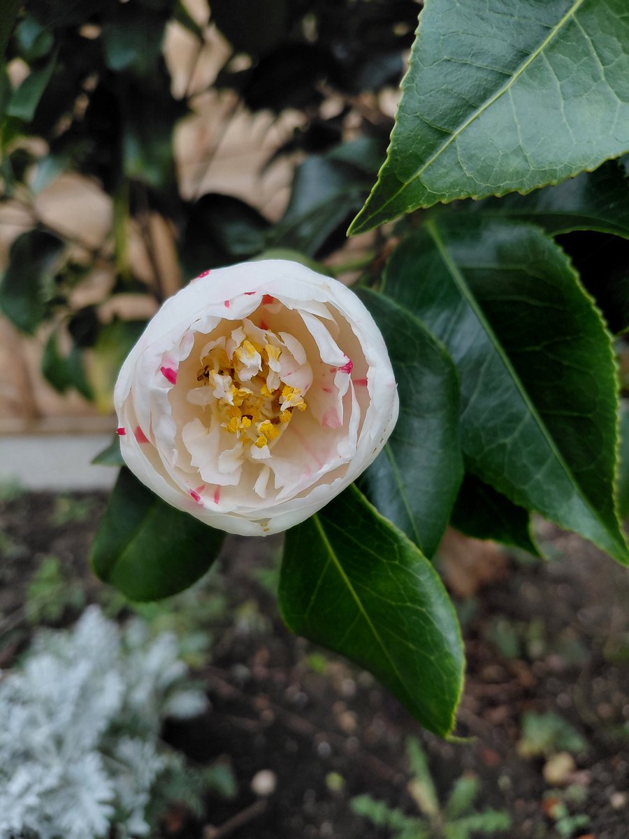 horse4courseAW's tweet photo. @GardensHour Camellia starting to open up #gardenshour https://t.co/G2PKFZf9CG