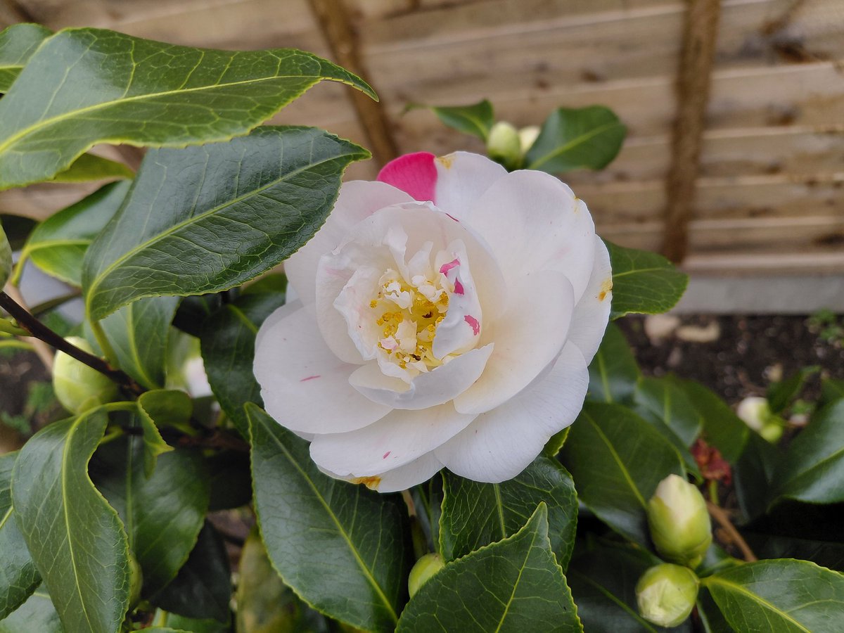 horse4courseAW's tweet photo. @GardensHour Camellia starting to open up #gardenshour https://t.co/G2PKFZf9CG
