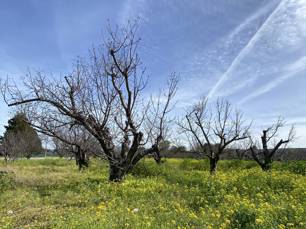 Cherry orchard awaiting spring 🍒