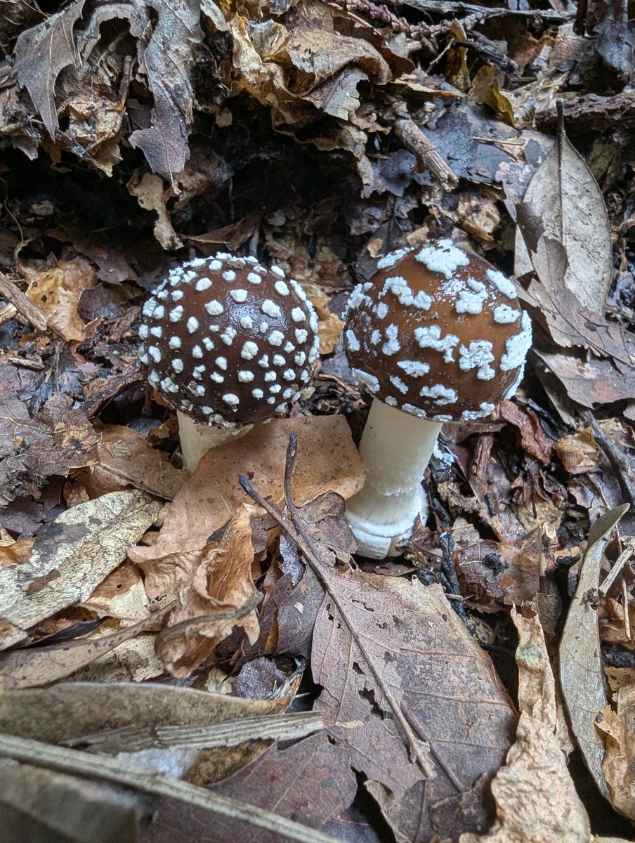 もっちー🍄🌿 (@mottii1965) / Posts / X