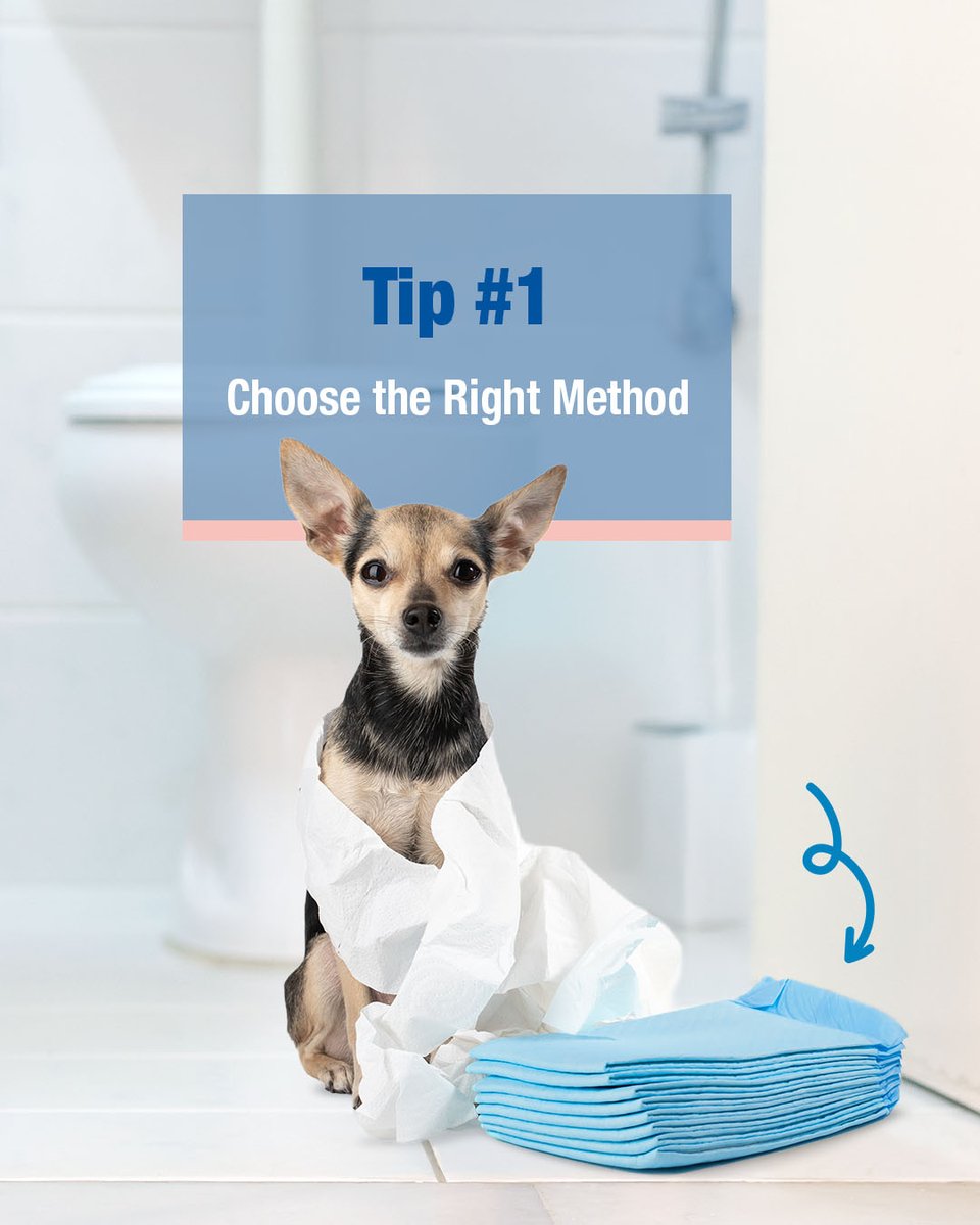 FourPawsBrand's tweet photo. Potty training your dog can be tough, but here are some tried-and-true tips to make it easier. Find more training advice on our Pets 101 blog: https://t.co/CvPJfgPa7y

#FourPawsProducts #WeeWeePads #dogtrainingmonth #dogpottytraining #dogtraining https://t.co/fvye4iDMe8