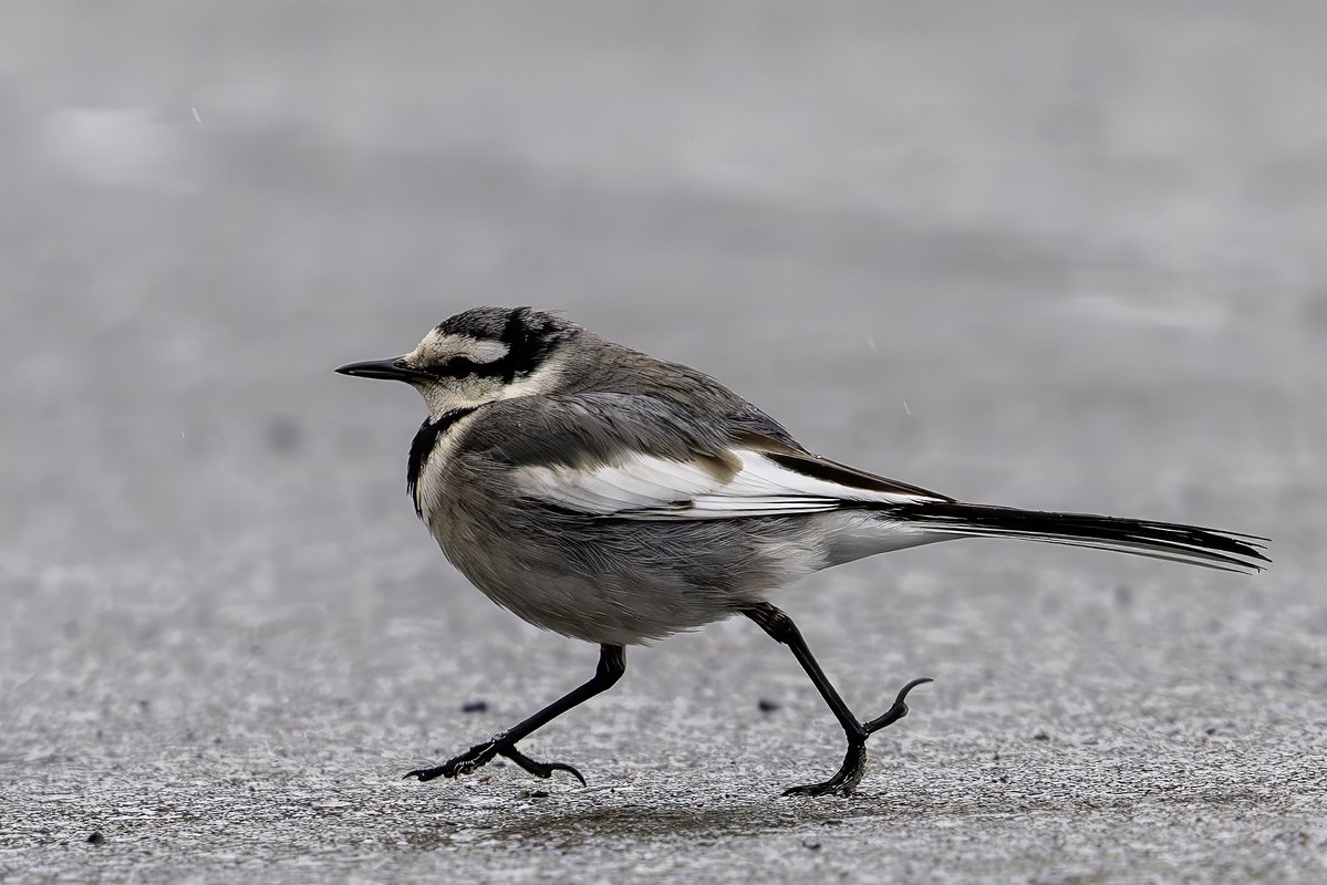 フ ラ ン @読書/写真/生態 (@camera1115) / Posts / X
