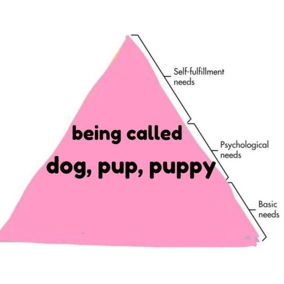 Sir Borks a Lot 👑 tweet media