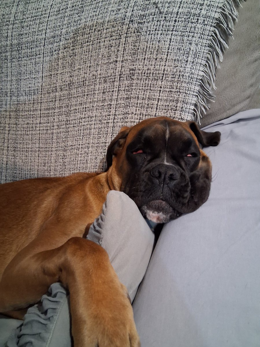 El Gorrión tweet media