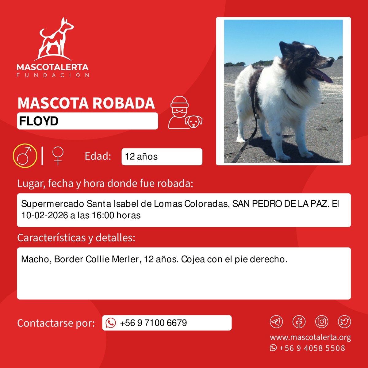 🆘 FLOYD ROBADO 🐶🐕🐾: 📍 Supermercado Santa Isabel de Lomas Coloradas, SAN PEDRO DE LA PAZ. El 10-02-2026 a las 16:00 horas

⚠️ Macho, Border Collie Merler, 12 años. Cojea con el pie derecho.

📞 +56 9 7100 6679

<a href="/PDI_CHILE/">PDI Chile</a> <a href="/Carabdechile/">Carabineros de Chile</a> <a href="/FiscaliadeChile/">Fiscalía Nacional</a>