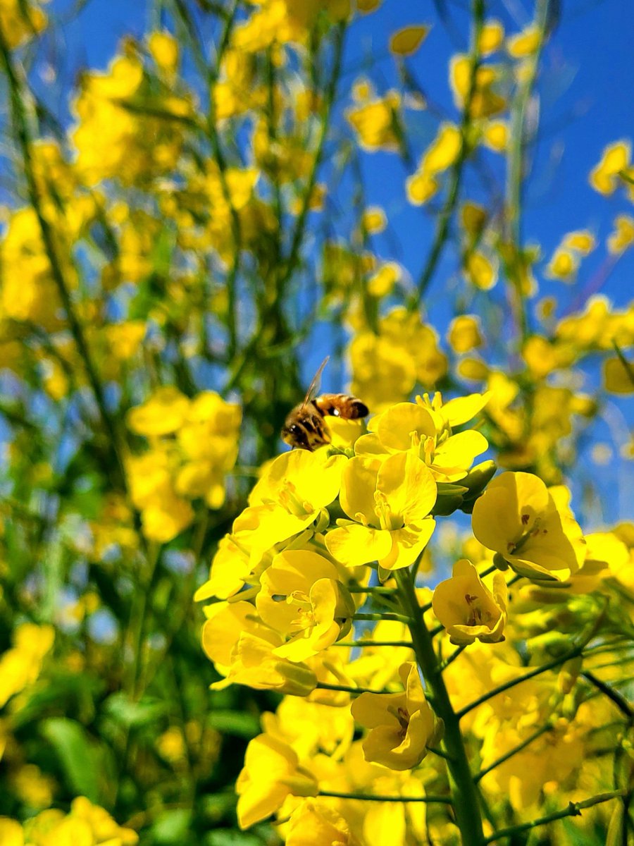 Flowers Community on X - 139.5K Members