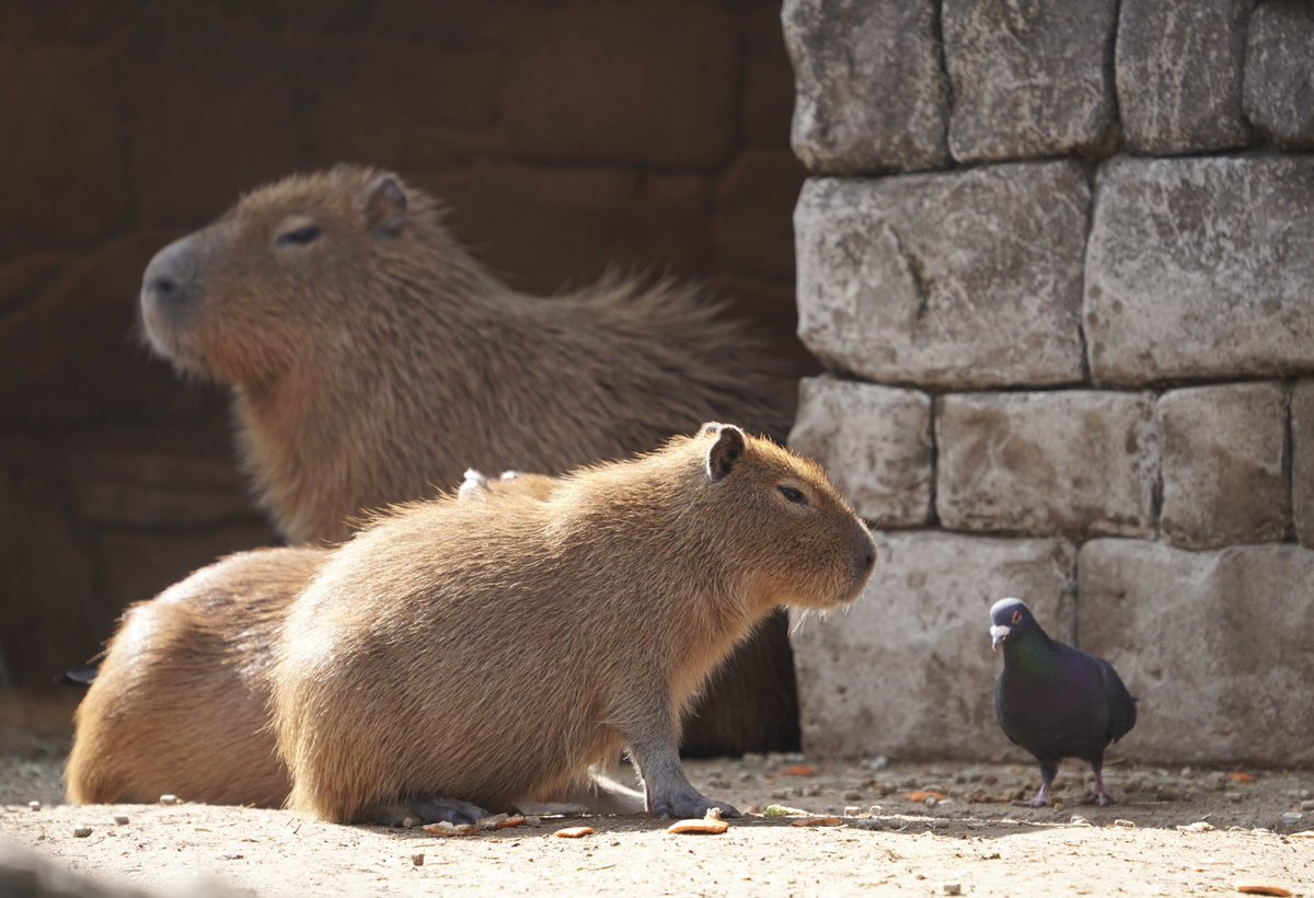 カピバラ㌠ (@capivara123) / Posts / X