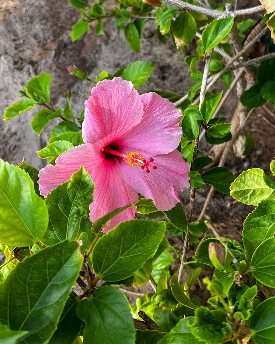 ワイキキトロリー ハワイ (@WaikikiTrolleyj) / Posts / X