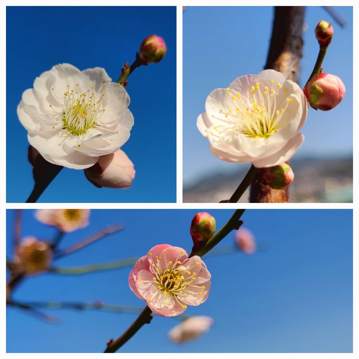 soma☘️ tweet media