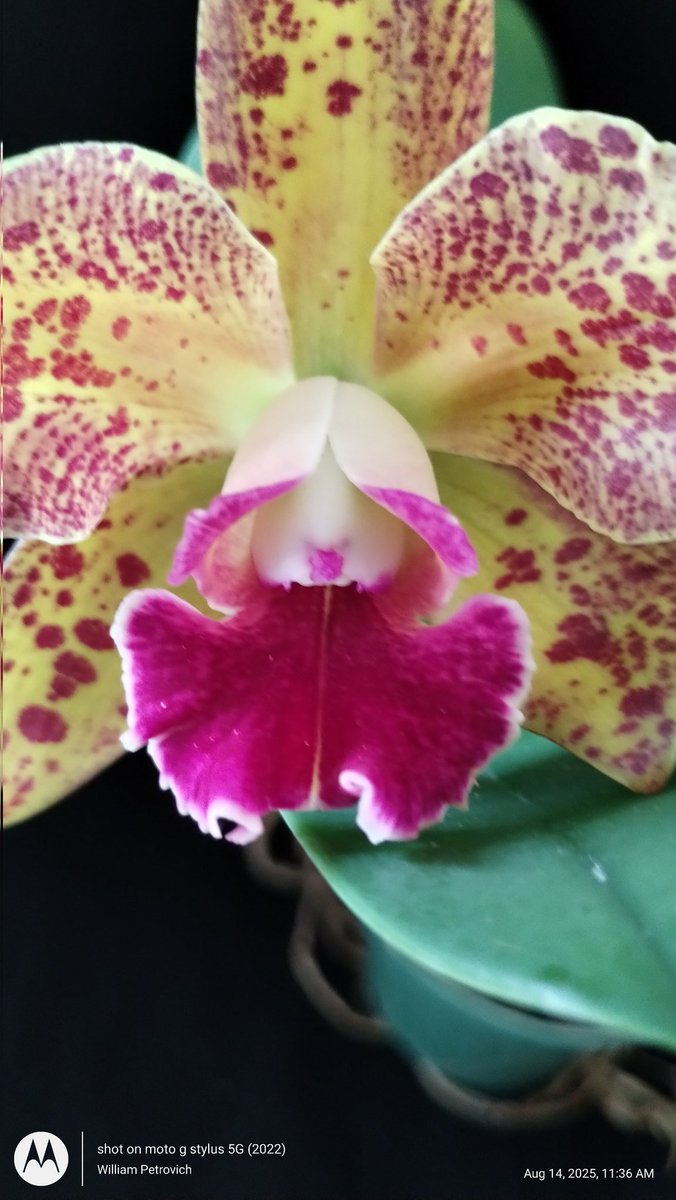 Orchiholism tweet media