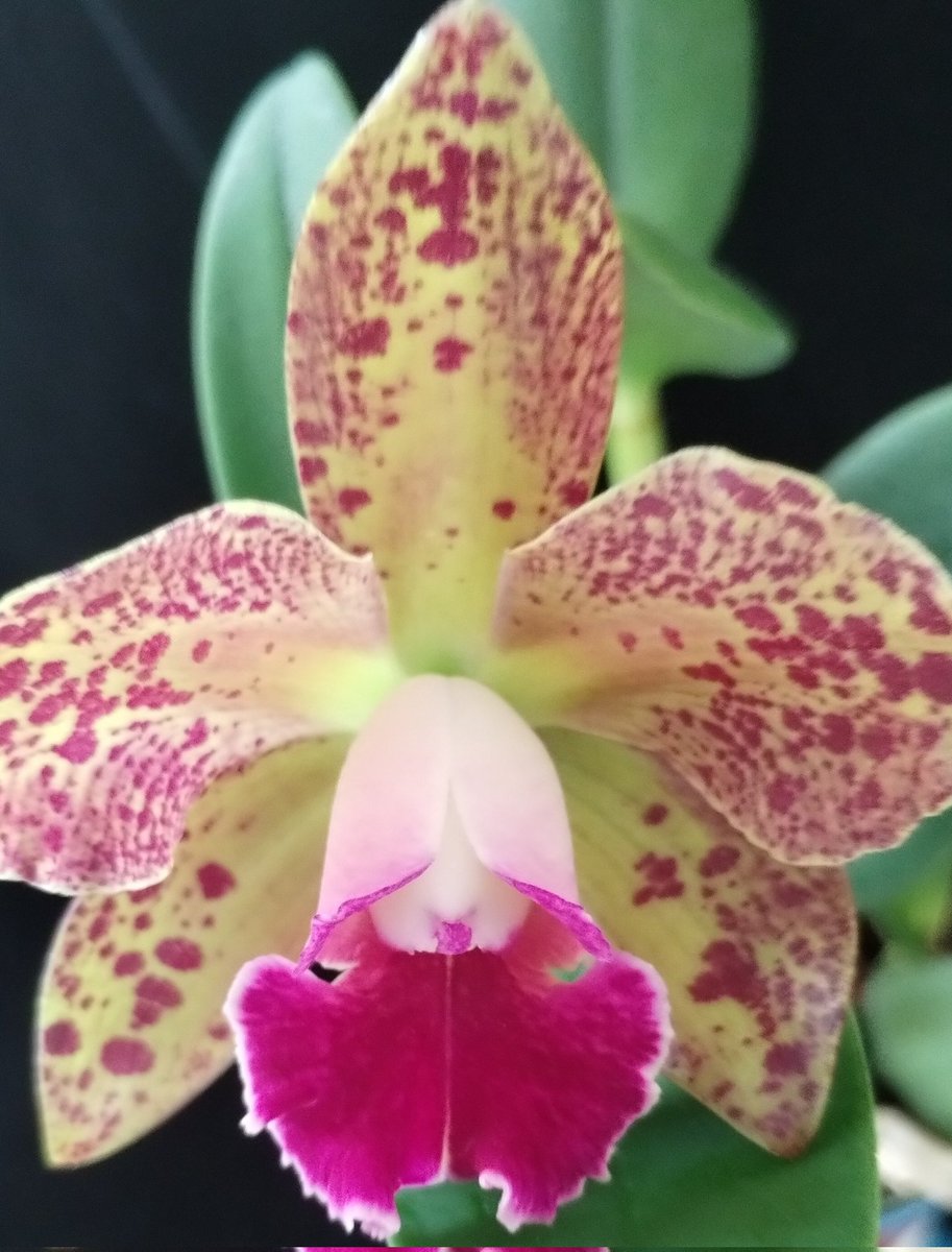 Orchiholism tweet media