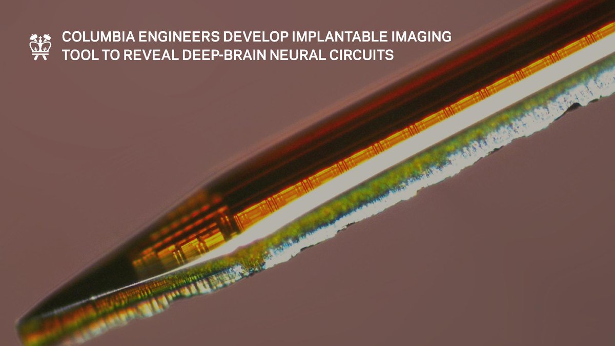Researchers led by Ken Shepard have developed Acus, an ultra-miniaturized neuroimaging platform capable of reaching brain regions that traditional optical tools struggle to access.

Read More: bit.ly/3MQTBZk

<a href="/siNanyilmaz_07/">Sinan Yılmaz</a> <a href="/bioee_columbia/">Bioelectronics @ CU (Shepard Lab)</a>
@columbiabme
<a href="/EE_ColumbiaSEAS/">Columbia | EE</a>