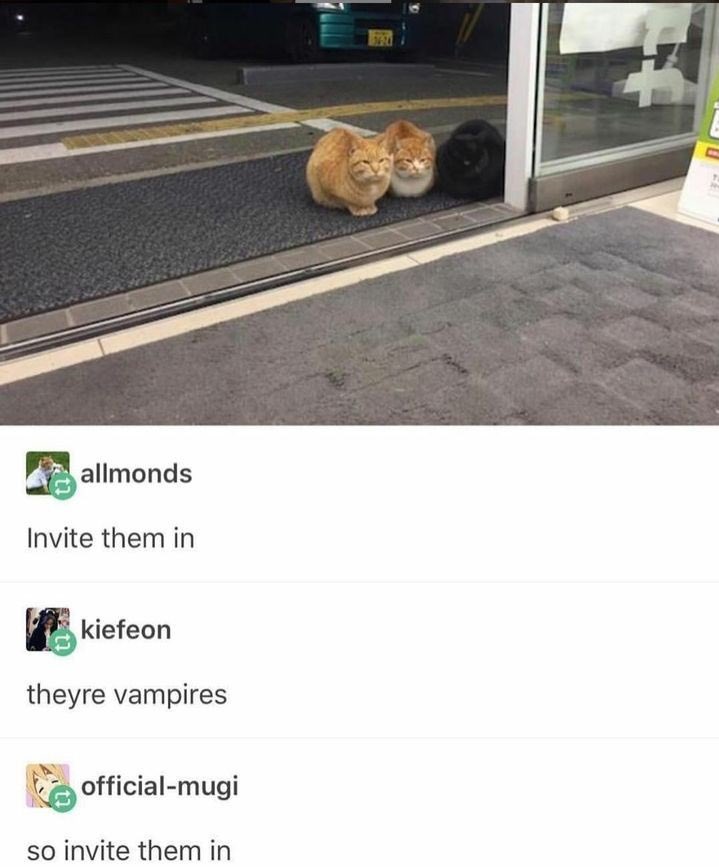 lined cats (@linedcats) on Twitter photo 