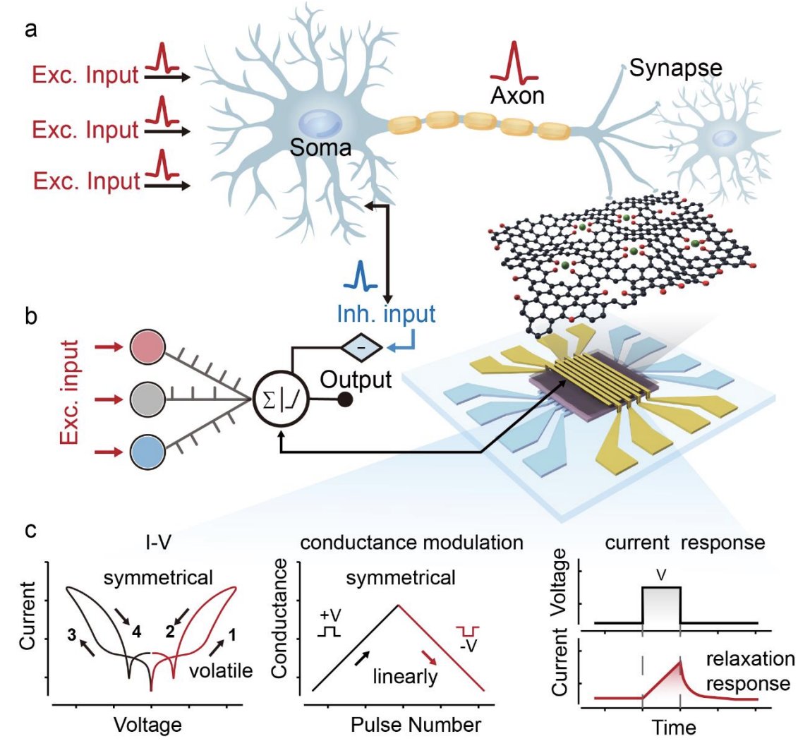 bravo_abad's tweet photo. Neuromorphic hardware that learns without supervision—using perovskite memristors and single-atom engineering

Biological neurons balance excitation and inhibition, integrate signals over time, and compete with neighbors to decide who responds. Reproducing all of this in a single compact device has been a persistent challenge. Most memristors conduct asymmetrically, relax too fast, and need external capacitors to approximate even basic integrate-and-fire dynamics.

Qing-Xiu Li and coauthors tackle this at the atomic scale. They engineer a perovskite memristor where the cathode is reduced graphene oxide decorated with isolated nickel single atoms anchored through oxygen-mediated bonds. A single Ni atom shifts the rGO Fermi level downward (confirmed by DFT and photoelectron spectroscopy), achieving near-perfect band alignment with the perovskite. This eliminates the Schottky barrier causing asymmetric conduction, enabling balanced bidirectional current—excitatory under positive bias, inhibitory under negative—over 7,000 cycles.

Crucially, the Ni₁-rGO cathode also raises the iodide diffusion energy barrier from 2.1 to 2.9 eV, slowing ion migration enough to extend relaxation to ~780 ms—orders of magnitude longer than typical perovskite memristors—without any external capacitor. The device naturally integrates and leaks charge on biologically relevant timescales, achieving 1,000 tunable conductance states with <3% cycle-to-cycle variation across 64 chips.

From an ML perspective, the network demonstrations are compelling. The authors build a winner-take-all network where each memristor neuron integrates pulse-encoded features, fires at threshold, and laterally inhibits competitors—all from intrinsic device physics.

For unsupervised competitive learning, the system classifies three flower species from morphological features, reaching >50% clustering accuracy with no labels versus ~30% without inhibition. For cooperative learning, a SOM-based network solves the travelling salesman problem with up to 48 cities, converging to paths 46% shorter than simulated annealing and 6× faster.

The message aligns with a growing trend: rather than programming neural dynamics in software on general-purpose hardware, atomic-scale engineering can embed the relevant physics—balanced excitation-inhibition, tunable relaxation, analog switching—directly into the device. When those properties map onto algorithmic needs like WTA competition, you get compact systems performing unsupervised learning and solving NP-hard problems without simulating neuron models on conventional processors.

Paper: https://t.co/KF0KLueVWR