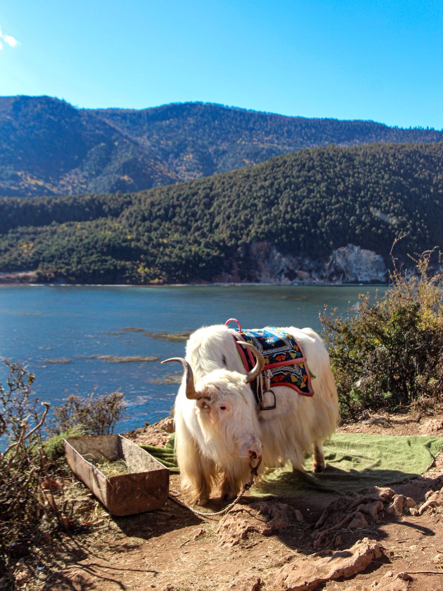 GlobeTucker92's tweet photo. Shangri La , dans la région du Yunnan à l’ouest de la Chine 🇨🇳 https://t.co/woSKBkeXva