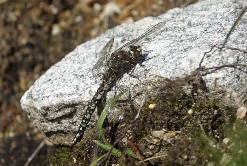 Highland Dragonfly Tours tweet media