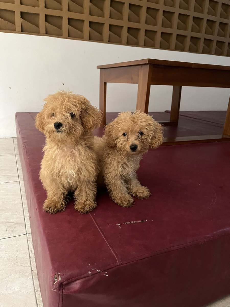 190+JOKI & JOKGEN ML • OPEN SEGALA NEEDS ML🐸 tweet media