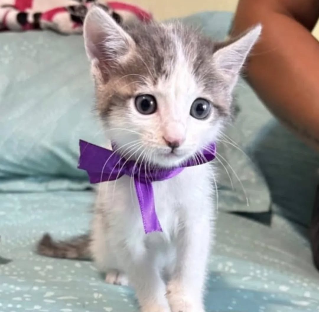 Marie, de edad desconocida pero claramente cachorrita, en adopción responsable. Es muy tierna y regalona. Si deseas darle un hogar, comunícate al +56942868817. Favor RT! 
#Coquimbo