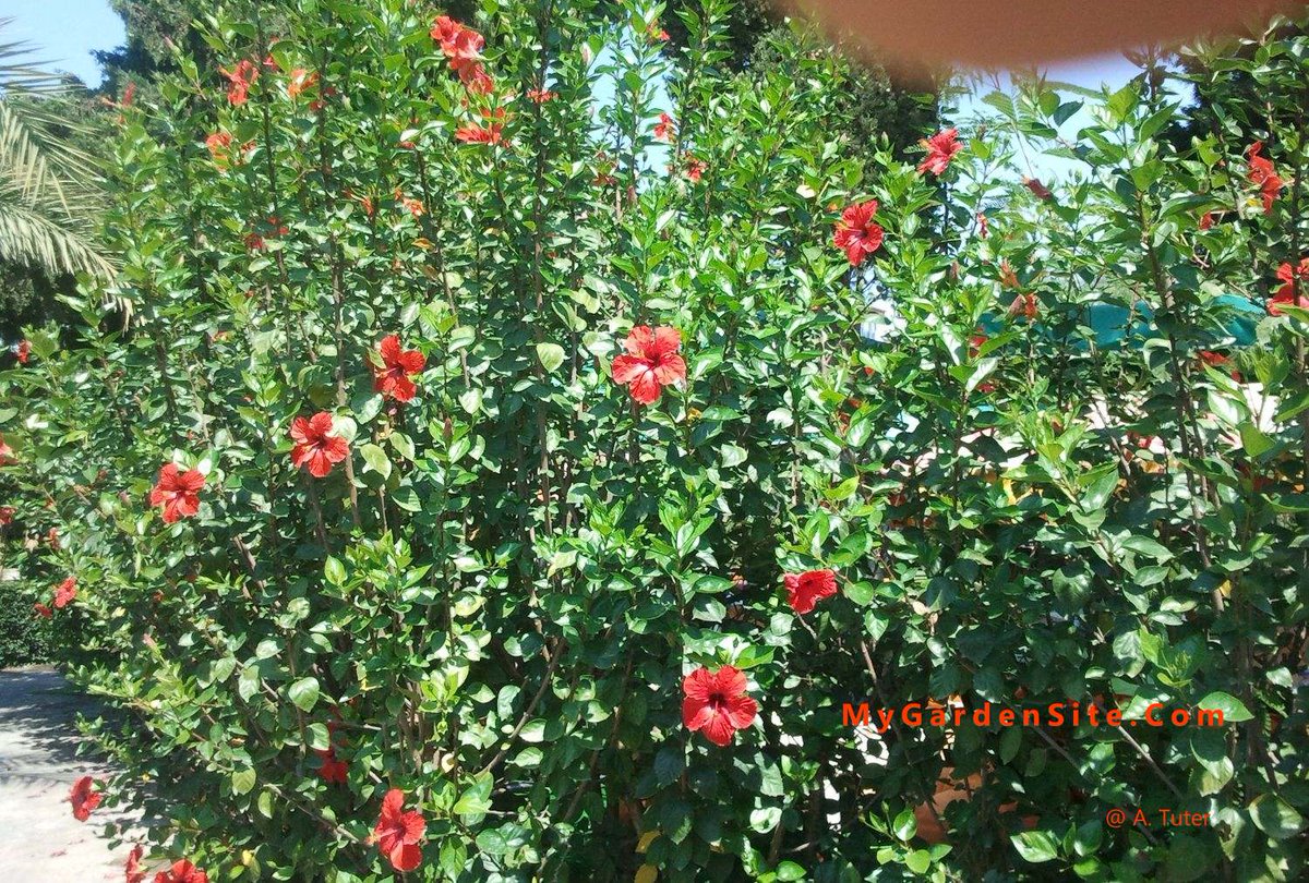 mygardensite's tweet photo. Hibiscus: how to grow it, water it, and keep it flowering through the season🌺

https://t.co/xz3DH0sAS6

#hibiscus
#plantcare
#gardening https://t.co/iNE9Fr16jP