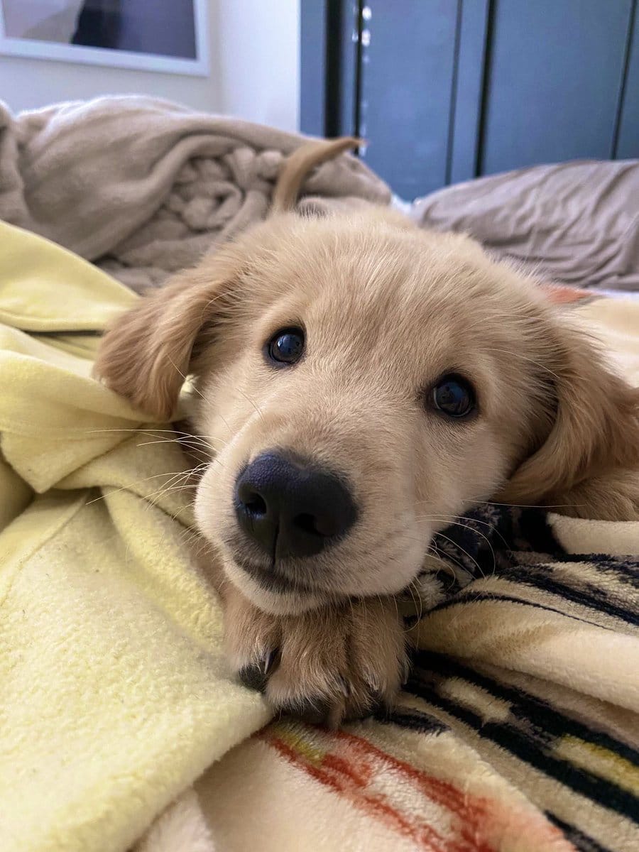 EU AMO OS ANIMAIS ♥️🐕 tweet media